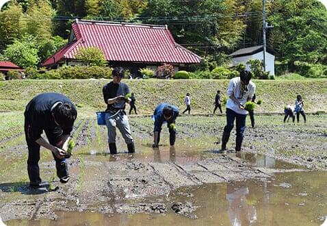 田んぼで稲を植えている社員たち