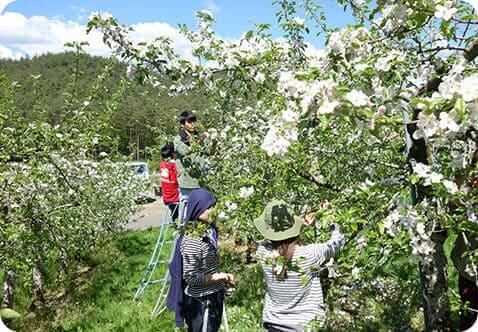 りんごの花摘みをする社員たちの様子。